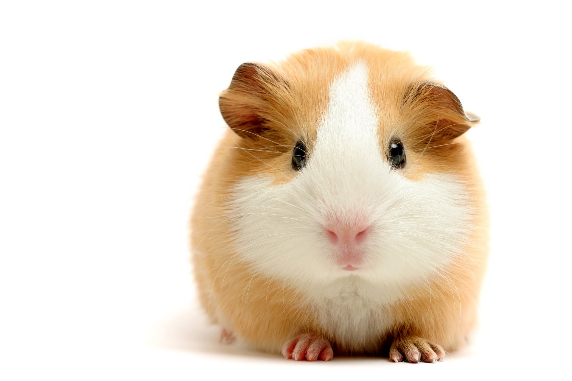 Guinea pig hd papers and backgrounds