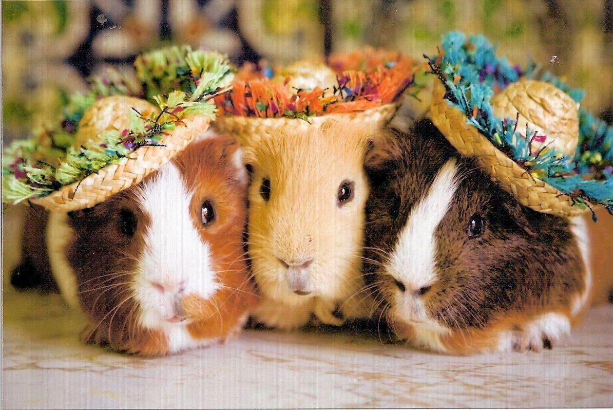 Guinea pigs wallpapers