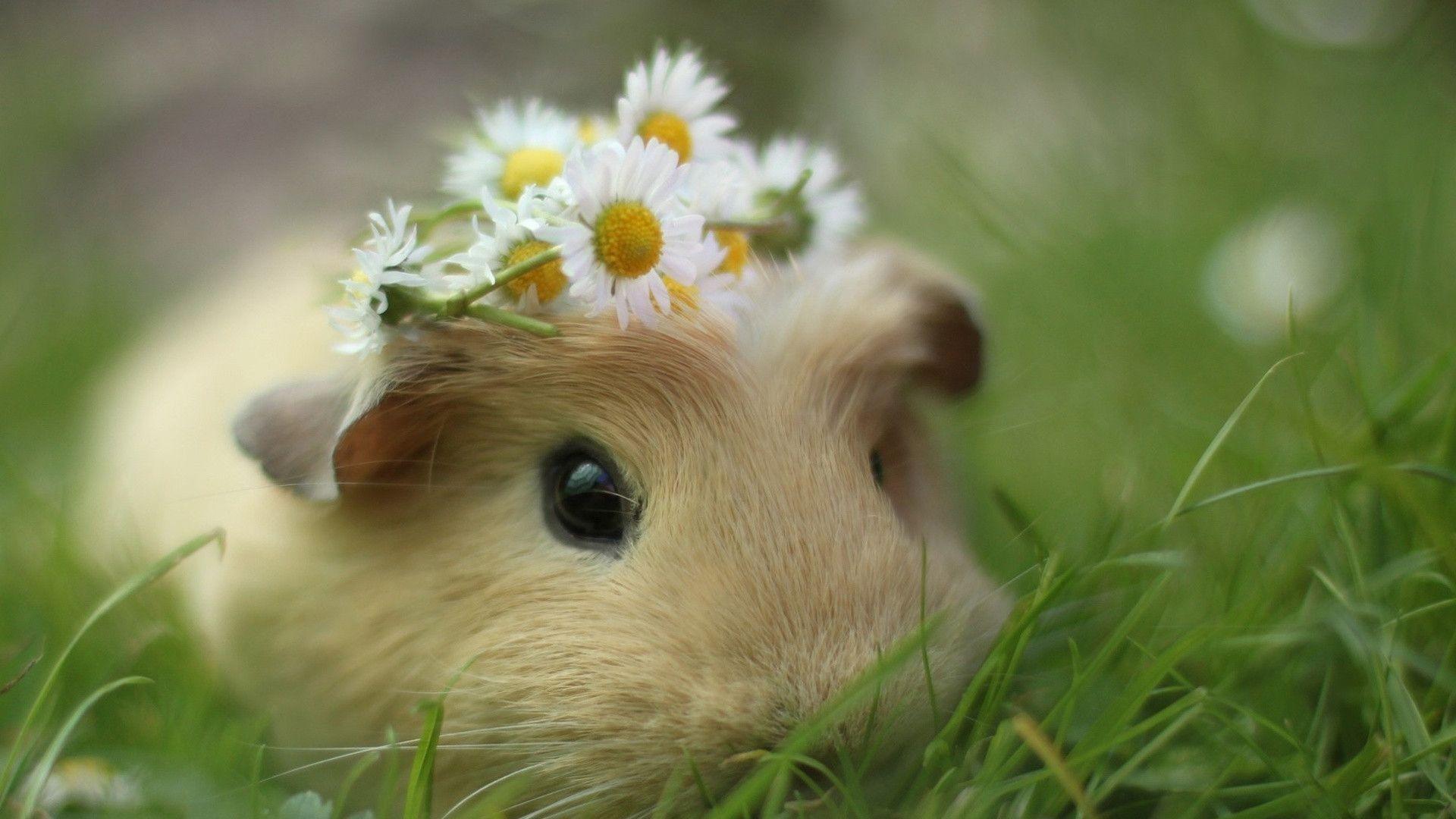 Guinea pig wallpapers