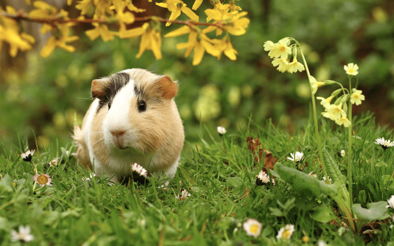 Funny guinea pig wallpapers