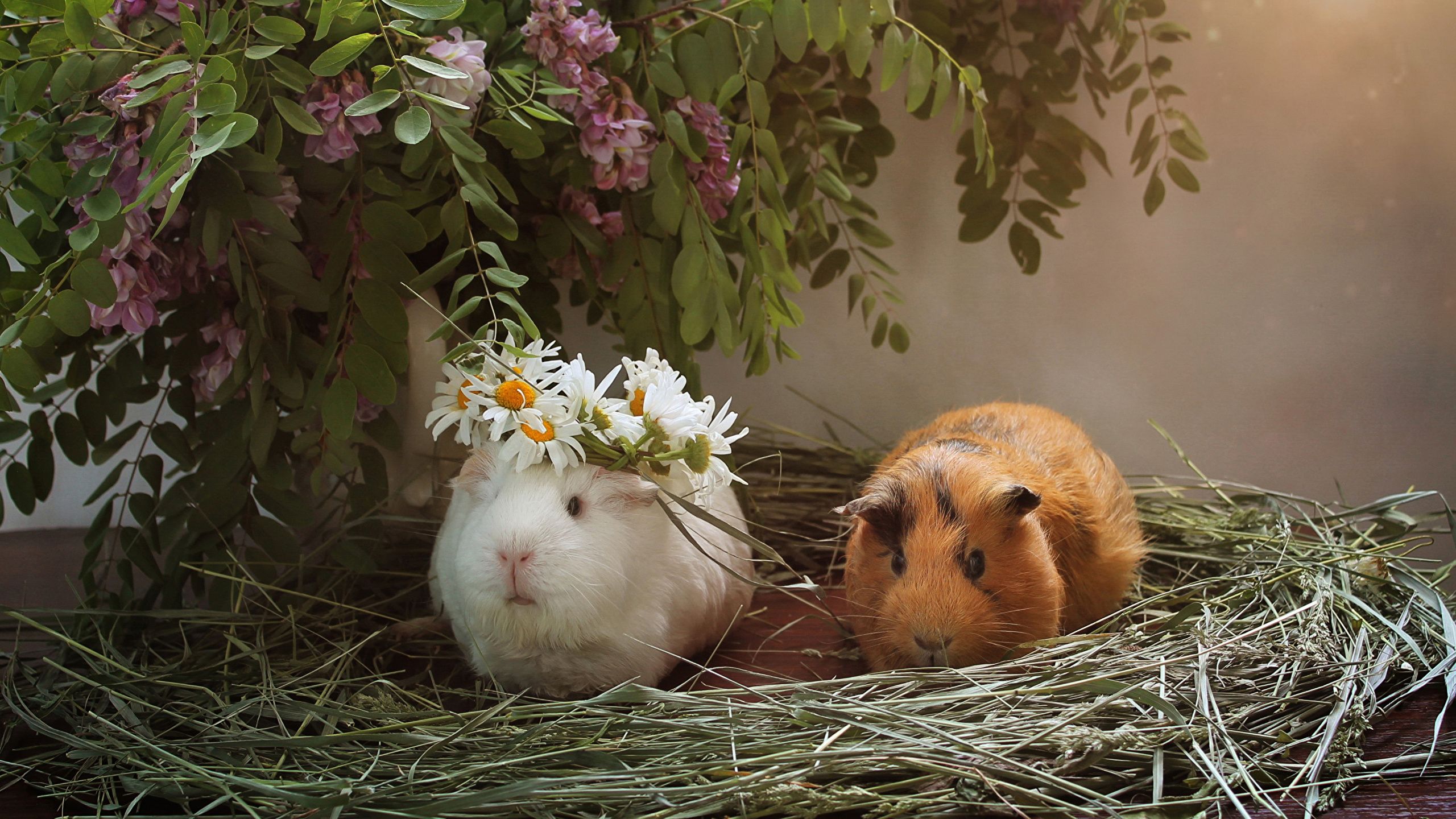 Easter guinea pigs wallpapers