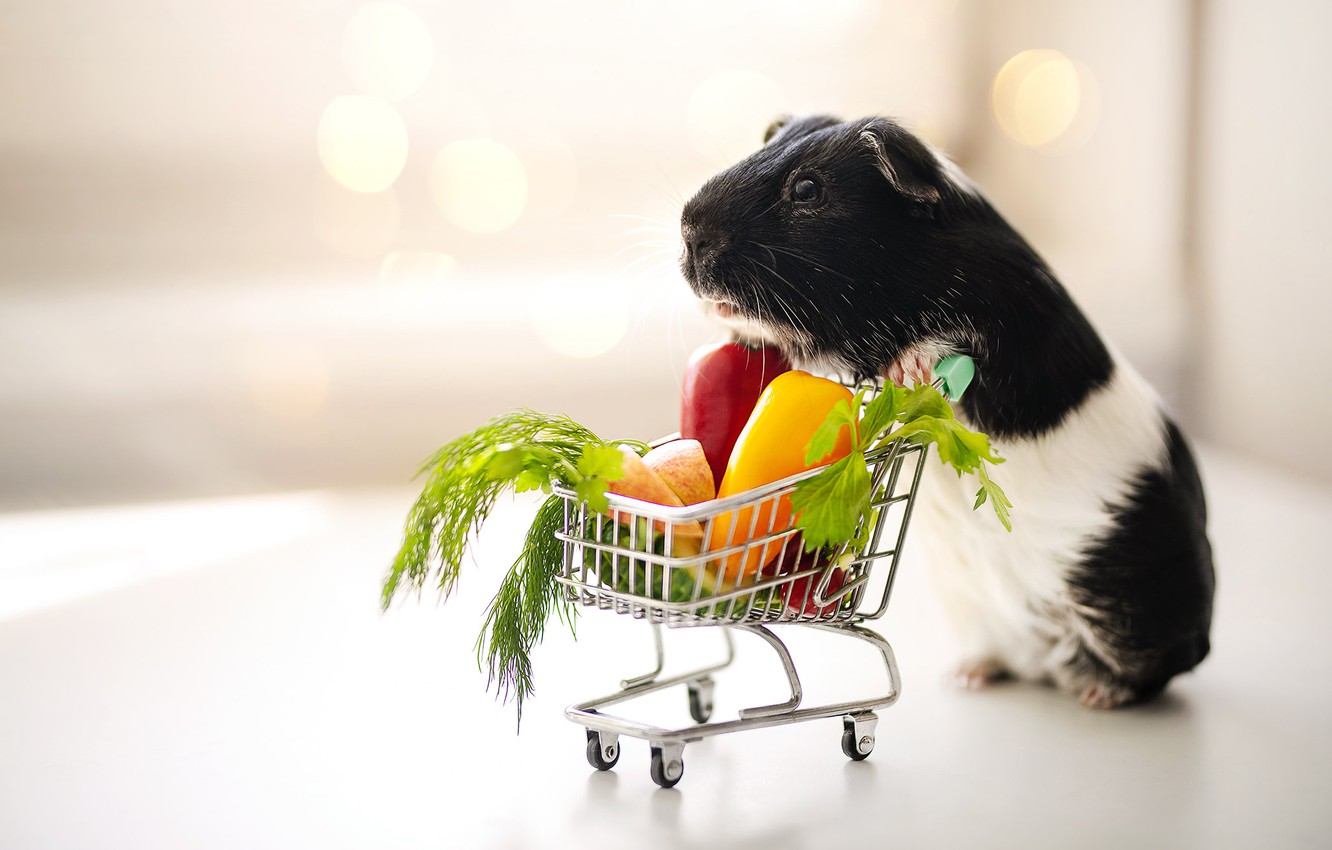 Wallpaper background guinea pig truck vegetables images for desktop section ððððñðñðµ