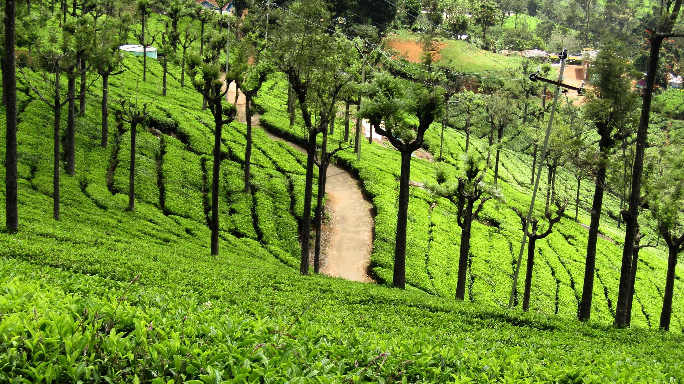 Ooty tea estate k wallpaper hdwallpaper desktop tea estate ooty places to visit