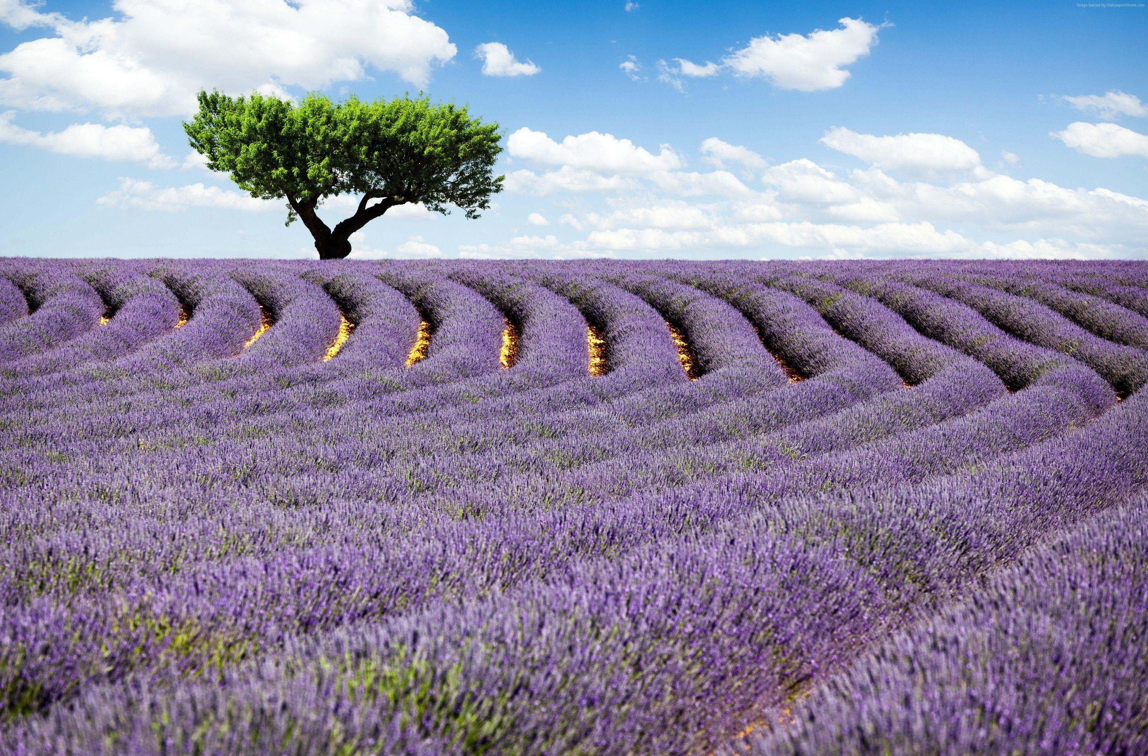 Lavender fields france wallpapers