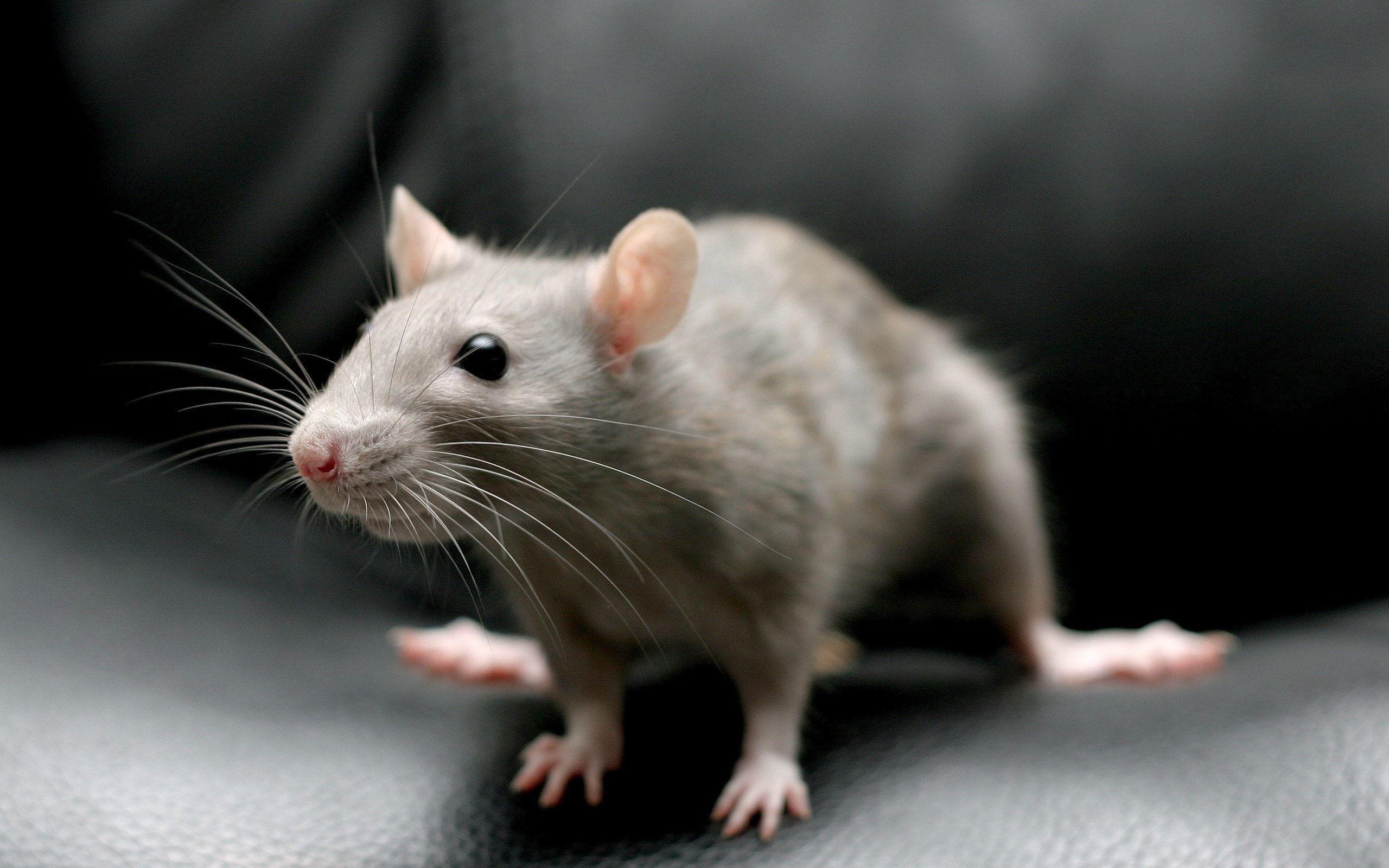 Rat wallpapers