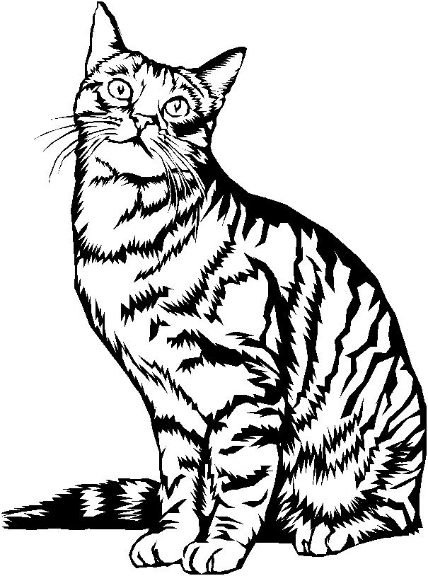 Dãtail coloriage de chat mignon images coloriage chat coloriage chaton coloriage chat ã imprimer