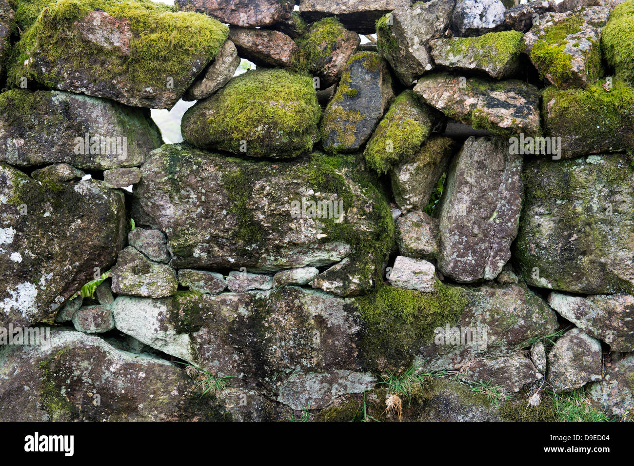 Devon stone walls hi