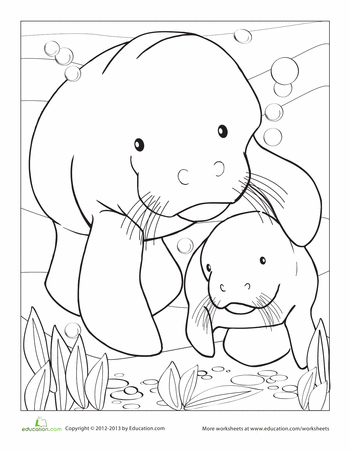 Manatee worksheet education manatee art animal coloring pages coloring pages