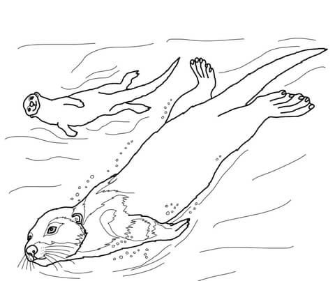 Sea otter coloring page free printable coloring pages coloring pages animal coloring pages otters