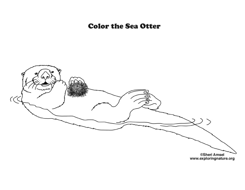 Otter sea coloring page