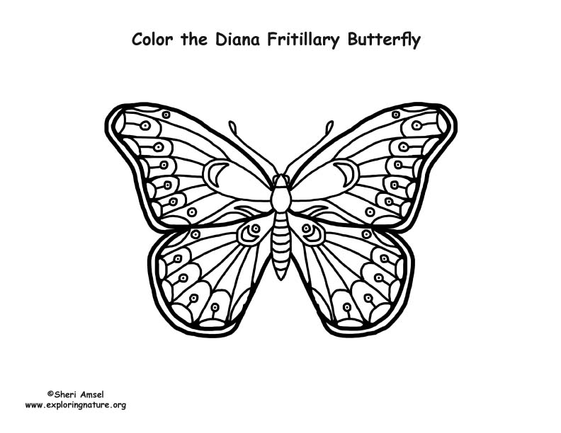 Butterfly diana fritillary coloring page