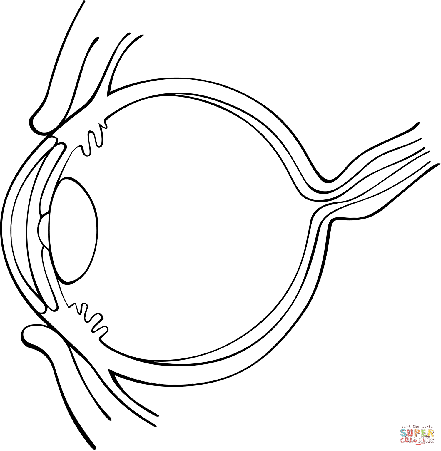 Dibujo de vista lateral del ojo humano para colorear dibujos para colorear imprimir gratis