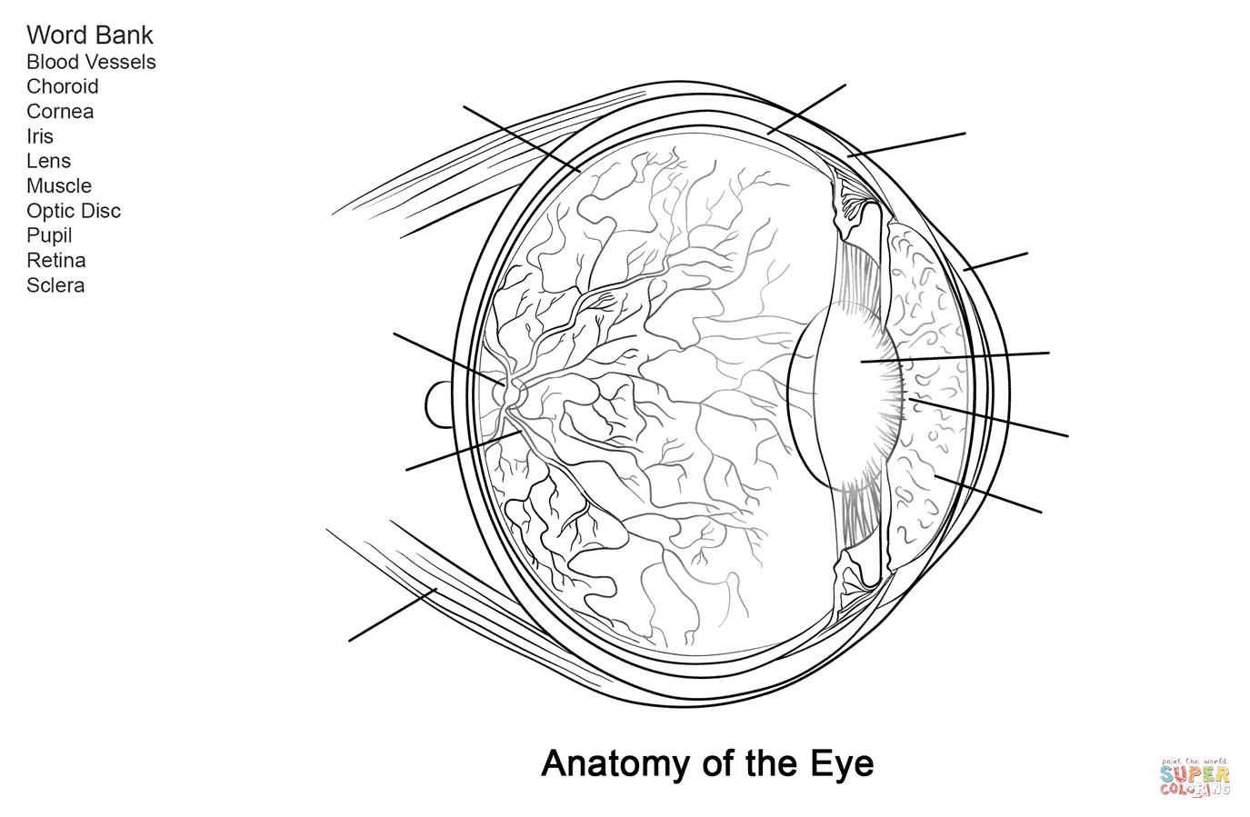 Human eye anatomy worksheet coloring page free printable coloring pages