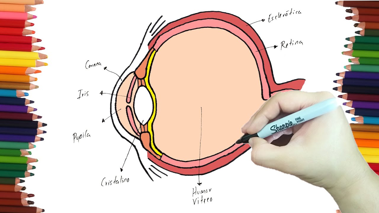 O dibujar un ojo y sus partes paso a paso y muy facil