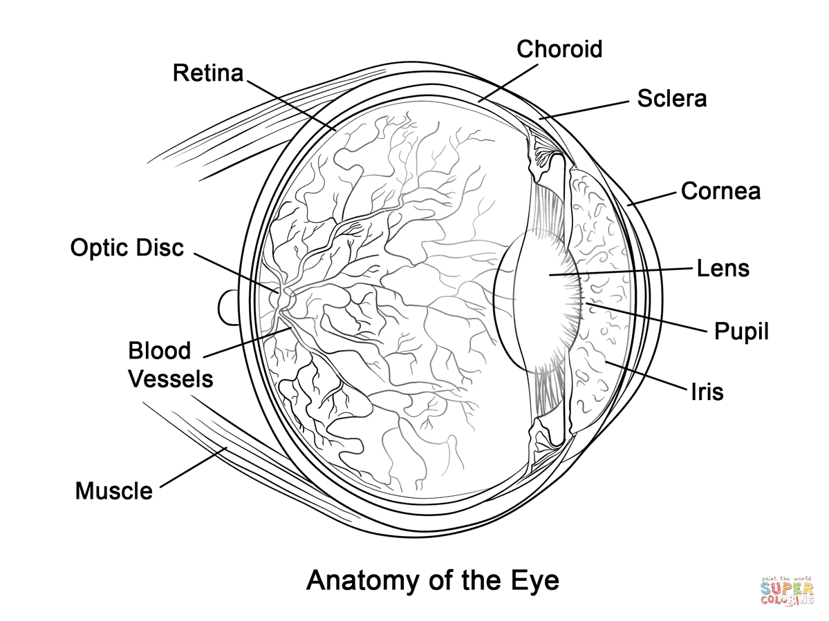 Human eye anatomy coloring page free printable coloring pages