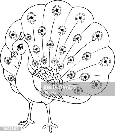 Pãgina para colorear de pavo real clipart de stock royalty