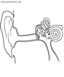 Resultado de imagen para dibujos para colorear del oido y sus partes imagenes del oido oido dibujo lecciones de biologãa