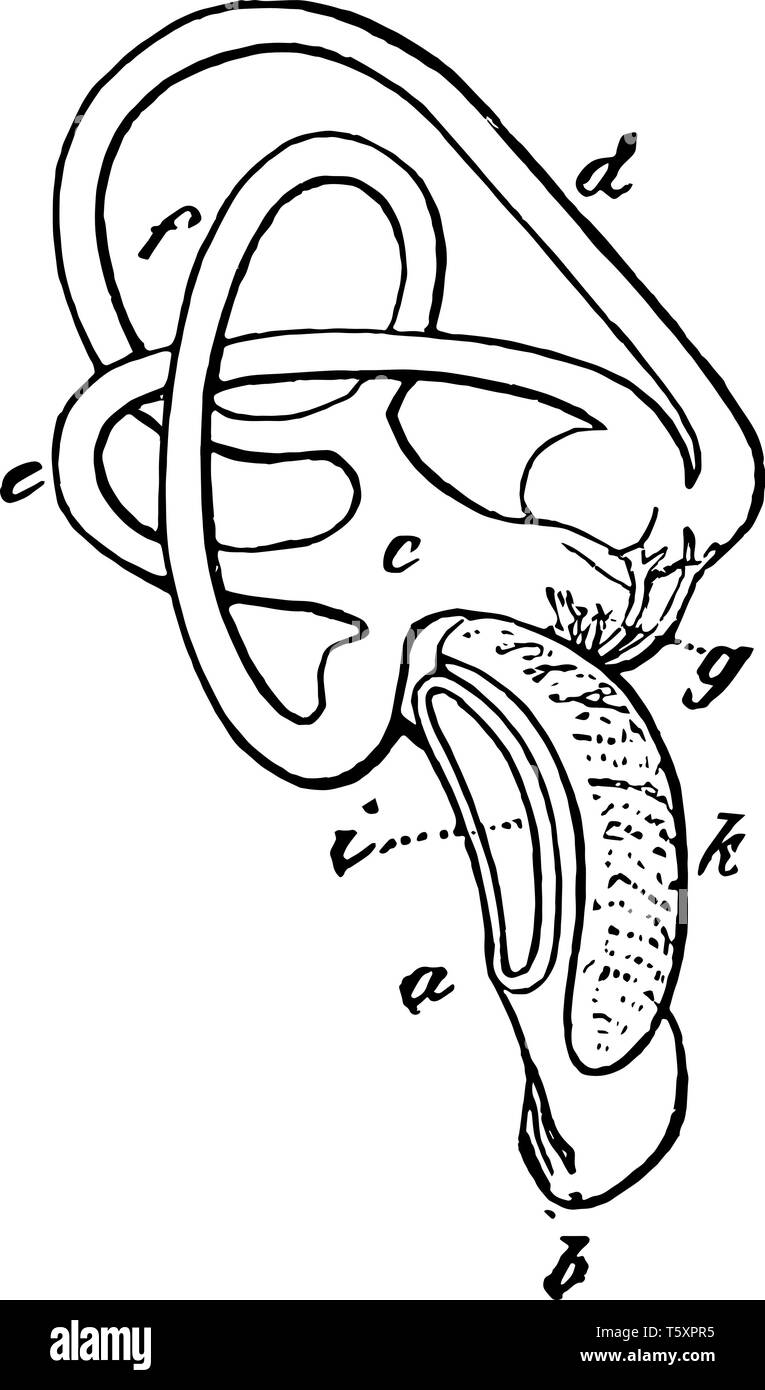 Oãdo interno imãgen vectorial de stock