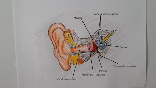 Coo dibujar el oãdo huano y sus partes hd