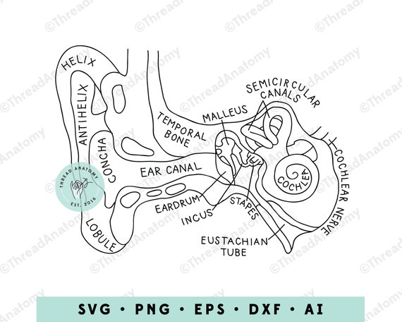 Anatomãa del oãdo interno svg imãgenes prediseãadas del oãdo interno imãgenes prediseãadas del oãdo interno grãfico de audiologãa imãgenes prediseãadas de audiologãa ilustraciãn del oãdo interno audiãlogo