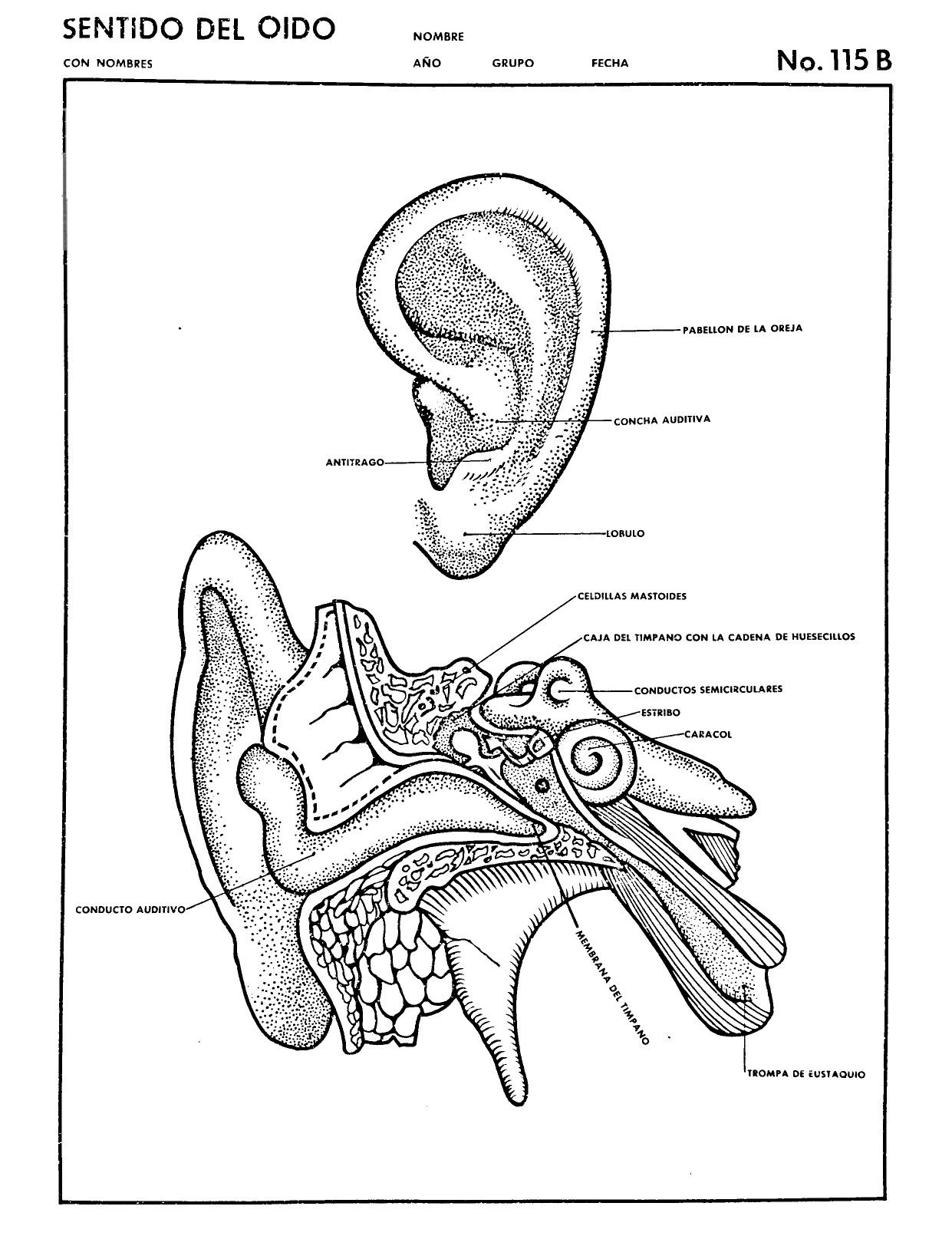 Esquema oãdo sentido del oido oido dibujo salud y adolescencia