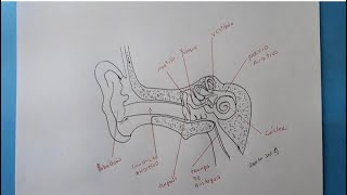 Coo dibujar el oãdo huano y sus partes hd