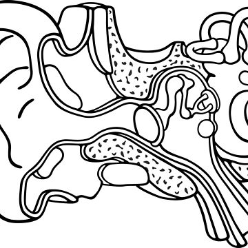 Pegatina for sale con la obra dibujo lineal de la ilustraciãn de la anatomãa del oãdo interno de taylorcustom