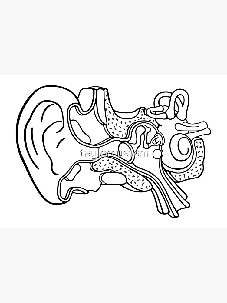 Lãmina rãgida for sale con la obra dibujo lineal de la ilustraciãn de la anatomãa del oãdo interno de taylorcustom