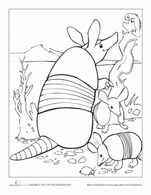 Armadillo worksheet education coloring pages desert animals desert crafts