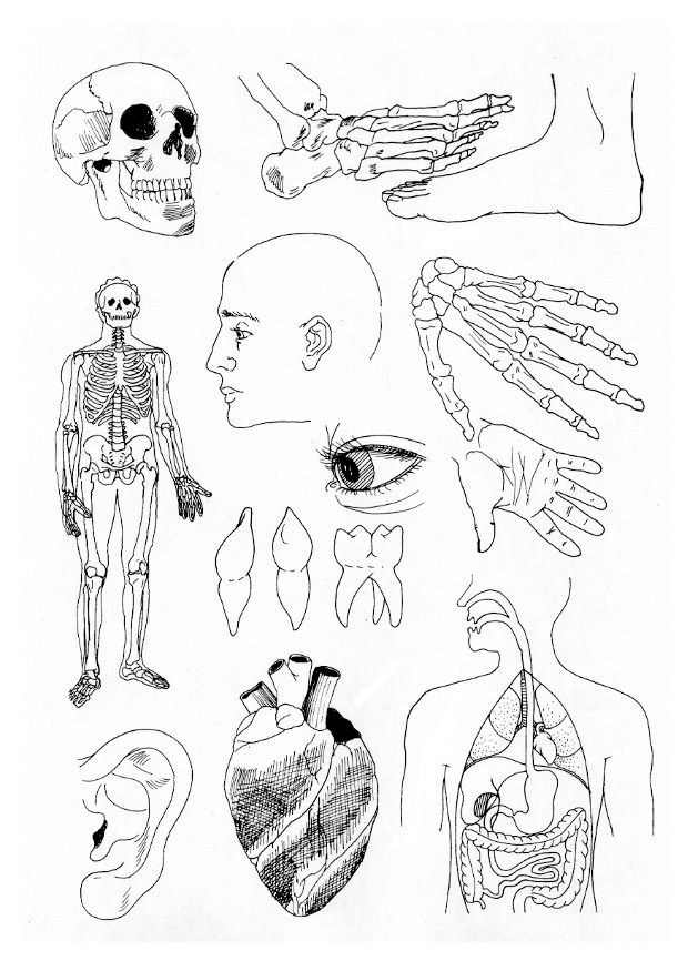 Parts of the body coloring sheet anatomy coloring book coloring pag cool coloring pag