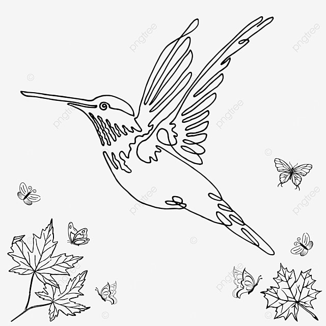 Dibujo de colibrã decorativos mandala para colorear adultos png dibujos dibujo de pãjaro dibujo de rata hombre dibujando png y vector para dcargar gratis