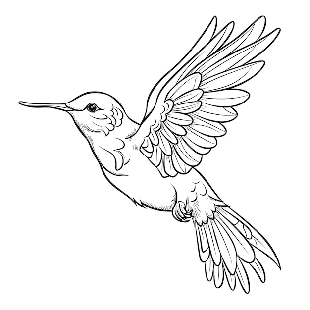 Premium vector hummingbird coloring pages for kid