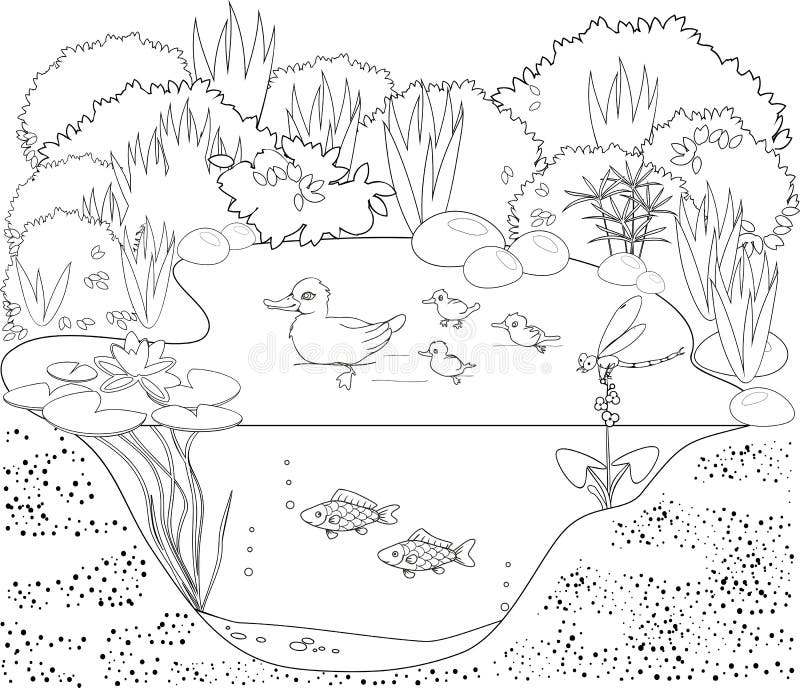 Coloring duck pond stock vector illustration of colour