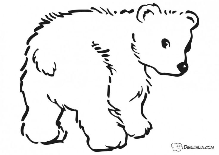 Oso pardo para colorear como dibujar un oso oso pardo cãmo dibujar cosas