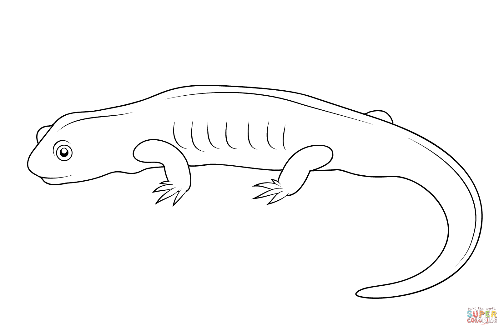 Dibujo de salamandra para colorear dibujos para colorear imprimir gratis