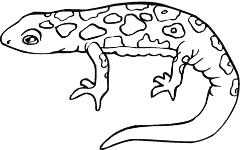 Salamander coloring page free printable coloring pages