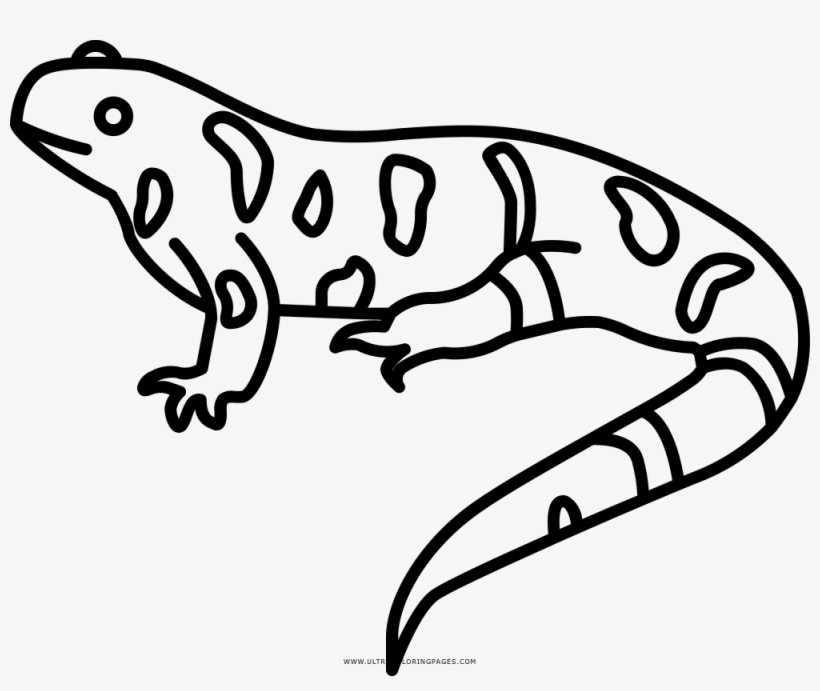 Salamander coloring page