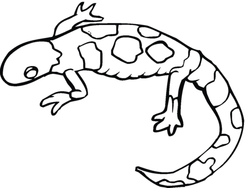 Dibujo de salamandra de manchas amarillas para colorear dibujos para colorear imprimir gratis