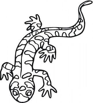 Salamander coloring sheet salamander coloring pages salamander craft