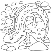 Salamander coloring pages free coloring pages