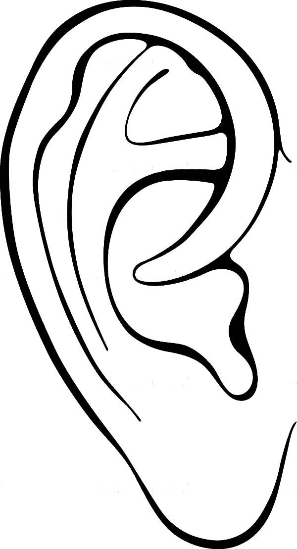 Free for personal use human ear drawing of your choice how to draw ears ear picture human ear