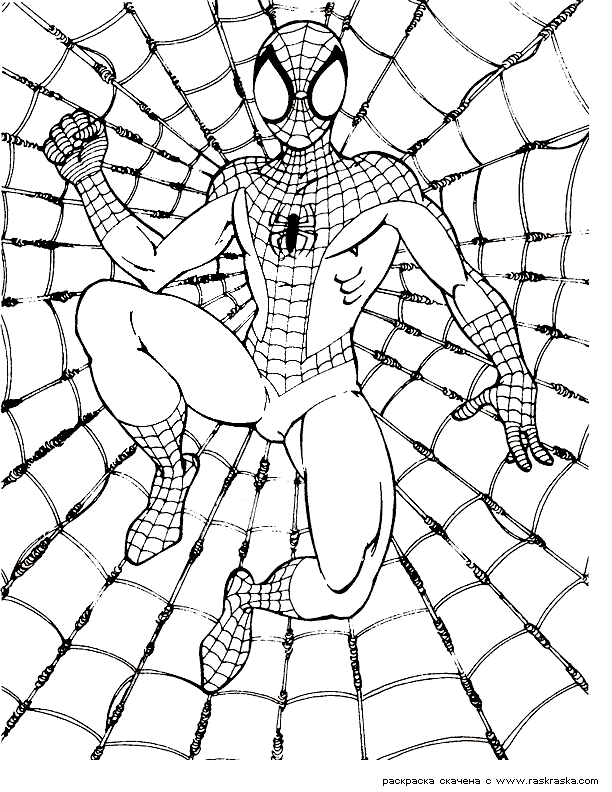 Free spider coloring sheets download free spider coloring sheets png images free cliparts on clipart library