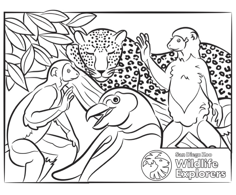 Coloring page africa rocks san diego zoo wildlife explorers