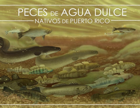 Peces de agua dulce by puerto rico sea grant