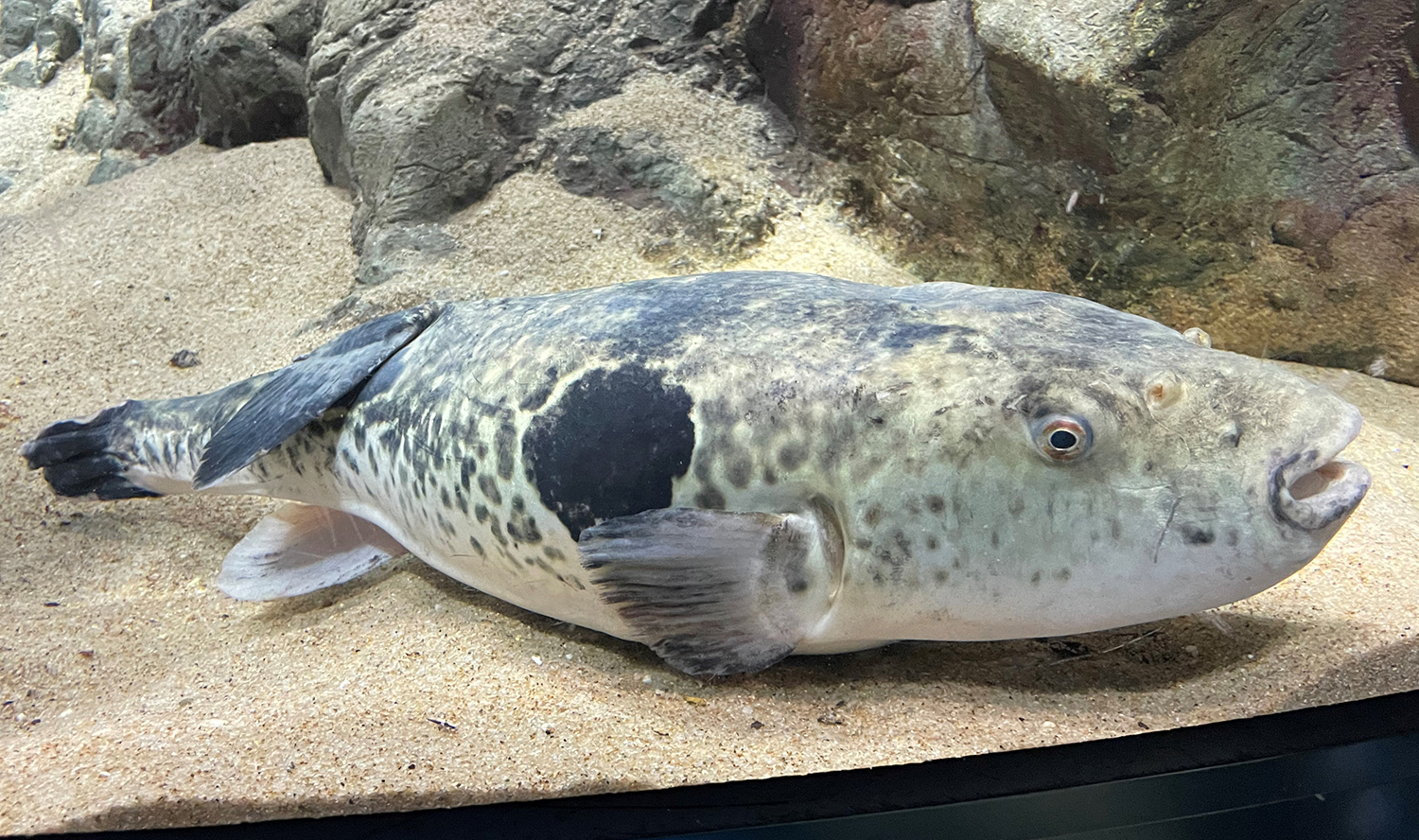 Genomas de varias especies de peces importantes en la pesca y la acuacultura mundiales