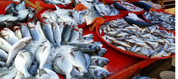 Diferencias entre el pescado azul y el blanco