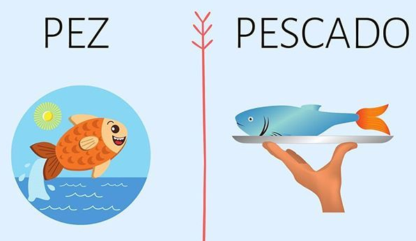 Cuãl es la diferencia entre pez y pescado â pescador deportivo