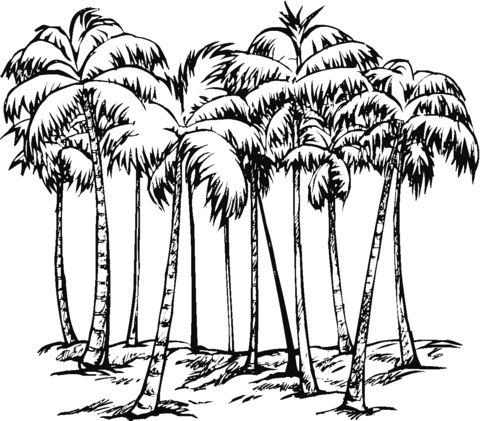 Some of coconut palms coloring page free printable coloring pages tree coloring page coloring pages fruit coloring pages