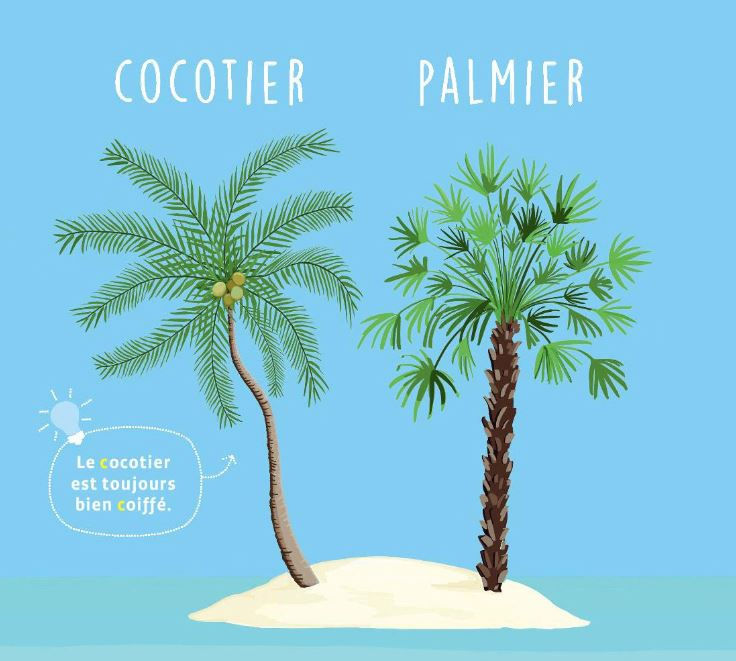 Ã varadero on retrouve des palmiers des cocotiers ou les deux