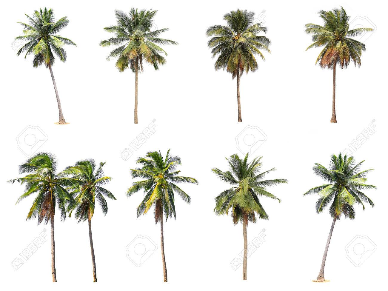 Difference of coconut tree isolated on white stock photo picture and royalty free image image